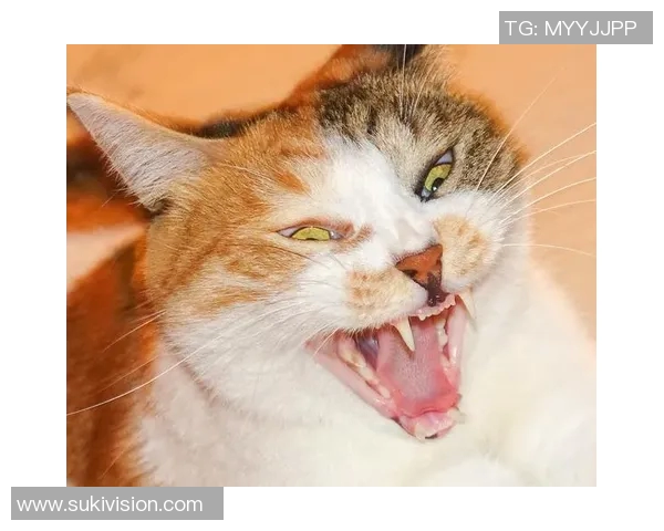 高清足球明星拉面头像图片合集精美呈现让你大开眼界